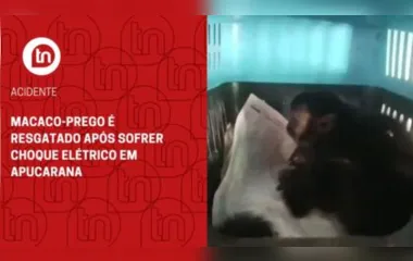 Macaco-prego é resgatado após sofrer choque elétrico em Apucarana