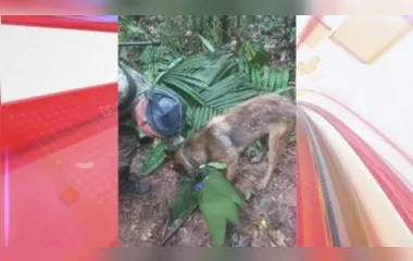 Equipes de resgate, apoiadas por cães de busca encontraram frutas descartadas pelas crianças