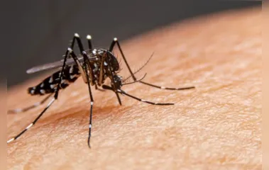 Paraná já soma 51 mortes por dengue e mais de 66,2 mil casos