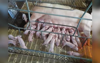 Em caso raro, porca dá à luz a 41 leitões em Santa Catarina