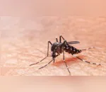 Ivaiporã confirmou o 1º caso de chikungunya