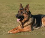O cachorro seria da raça pastor alemão, de cor preta