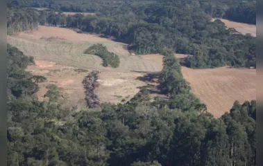 PM apreende madeira ilegal durante operação no Sul do Paraná