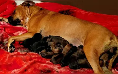 Em parto que durou mais de um dia, cadela dá à luz 22 filhotes