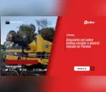 Araucária cai sobre ônibus escolar e destrói veículo no Paraná