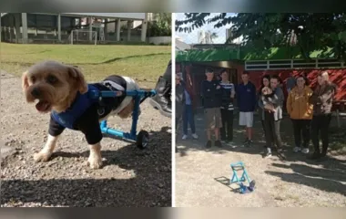 Cão abandonado e paraplégico ganha cadeira de rodas de alunos