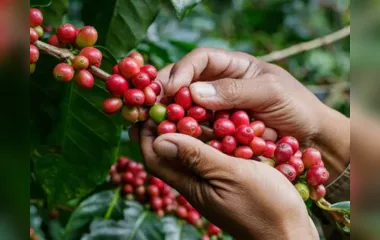 Ladrões aproveitaram início da colheita de café para praticar o furto em Apucarana