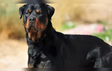 Rottweiler ataca crianças em praça de Apucarana e gera preocupação