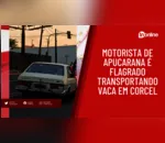 Motorista de Apucarana é flagrado transportando vaca em Corcel