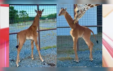 Girafa nasce sem manchas e se torna celebridade em zoológico dos EUA