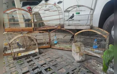 Oito iraúnas-grande, dois papagaios e um canário-da-terra-verdadeiro foram resgatados