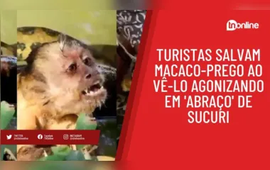 Turistas salvam macaco-prego ao vê-lo agonizando em 'abraço' de sucuri