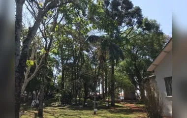 Ipê, paineira, peroba, pinheiro do Paraná, pau-ferro e pau-brasil são algumas das espécies preservadas no colégio