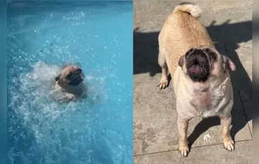 Cachorrinha faz escândalo após ser 'expulsa' da piscina; veja o vídeo
