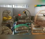 Fiscais do escritório regional do IAT de Curitiba resgataram 20 aves silvestres vítimas de maus-tratos em Rio Branco do Sul.