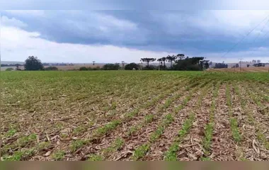 Excesso de chuva pode afetar lavouras de soja na região