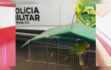 Aves silvestres são resgatadas e morador da região multado em R$ 6 mil