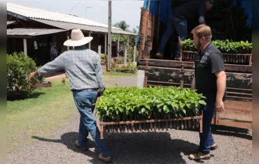 Jardim Alegre distribui mais de 15 mil mudas aos cafeicultores