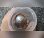 Escorpião foi capturado após picar adolescente