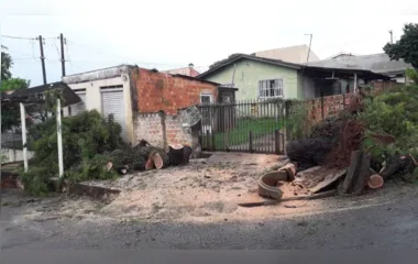 Vento forte derruba árvore no Núcleo João Paulo em Apucarana
