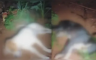 Tutora denuncia vizinho à PM por matar dois cães eletrocutados no PR