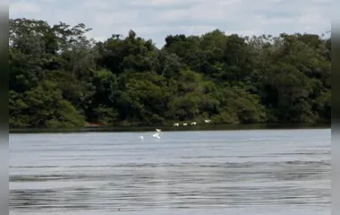 O Paraná possui 11 comitês de bacias hidrográficas