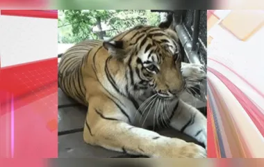 Tigre é visto com sapato na boca e funcionários encontram corpo