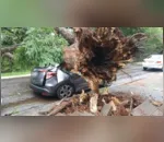 Árvore danificou carro em Maringá