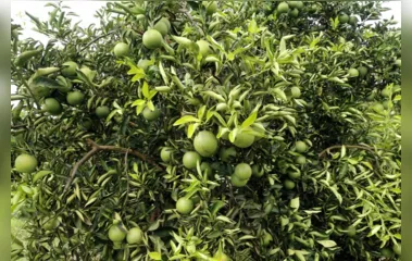 PR decreta emergência fitossanitária para combater doença dos citros