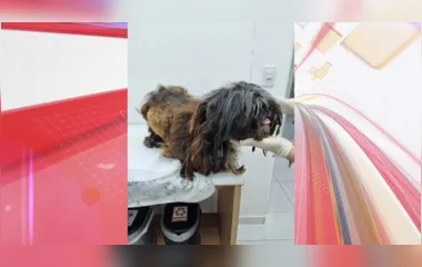 Homem é preso por mutilar cães com canivete no Paraná