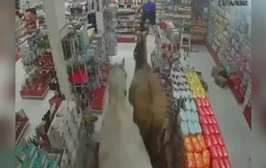 Cavalos invadem farmácia e fazem bagunça; veja