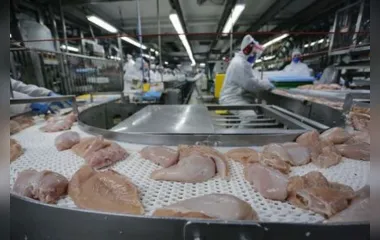 O Paraná lidera a produção de frango no Brasil