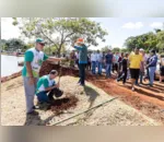 Foram plantadas 80 cerejeiras nos parques da Raposa, Jaboti e Biguaçu