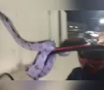 Motociclista foi surpreendido por uma cobra