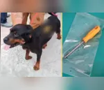 O rottweiler foi ferido em Fazenda Rio Grande