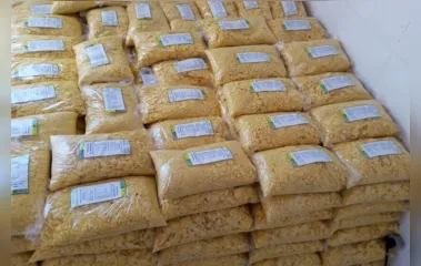 Com apoio do Estado, cooperativa de Pinhão investe em farinha de milho