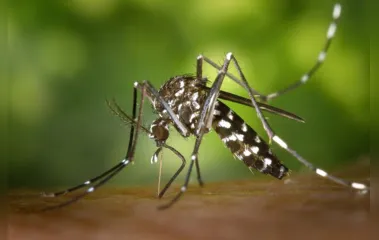 Paraná e outros três estados se unem em ações de combate à dengue