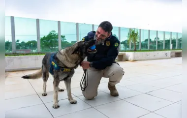 PRF no Paraná busca tutor para cão policial aposentado; saiba mais