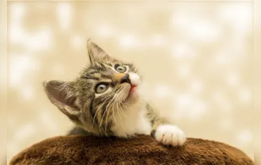 No Dia Mundial dos Gatos, veja sete curiosidades sobre esses bichanos