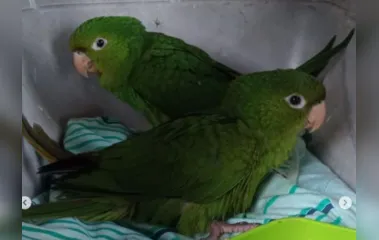 GM de Arapongas resgata aves silvestres machucadas; veja vídeo