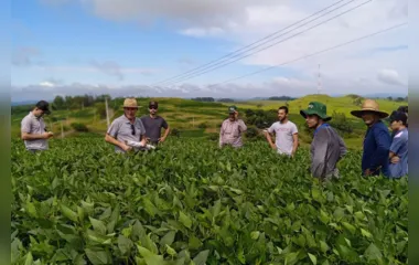 Soja orgânica aumenta rendimento de produtores de Jardim Alegre
