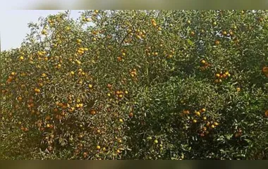 O Greening, principal praga que afeta os citros no mundo