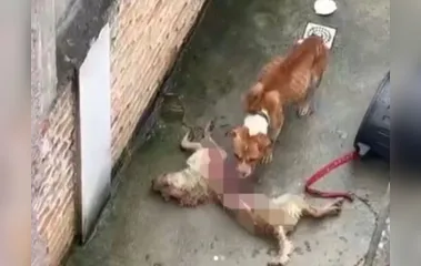 Cães abandonados se alimentam de cachorro morto para sobreviverem