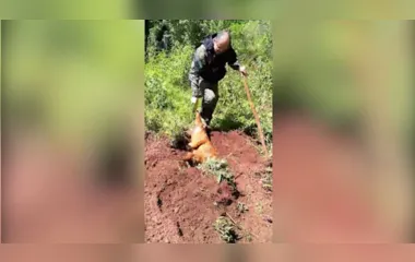 Idoso envenena cachorros e os enterra em propriedade no Paraná