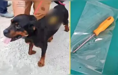 O rottweiler foi ferido em Fazenda Rio Grande