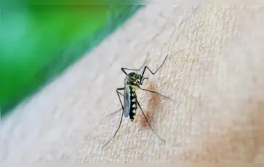 Casos graves de dengue podem causar hepatite e insuficiência renal