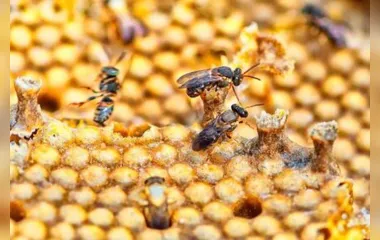 meliponicultura consiste na criação de abelhas sem ferrão