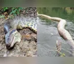A sucuri, cobra nativa da América do Sul que pode chegar a 100 quilos, não tem veneno