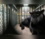 Pantera Negra chega ao Zoológico de Curitiba e ganha recinto especial
