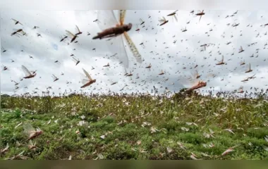 Argentina entra em alerta sobre possível infestação de gafanhotos